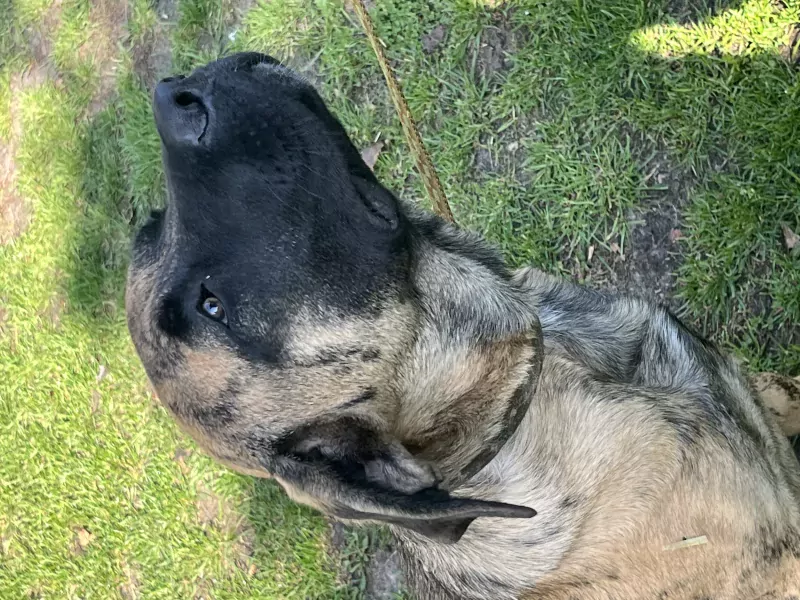 Supermooie waakhond ! - afbeelding 1