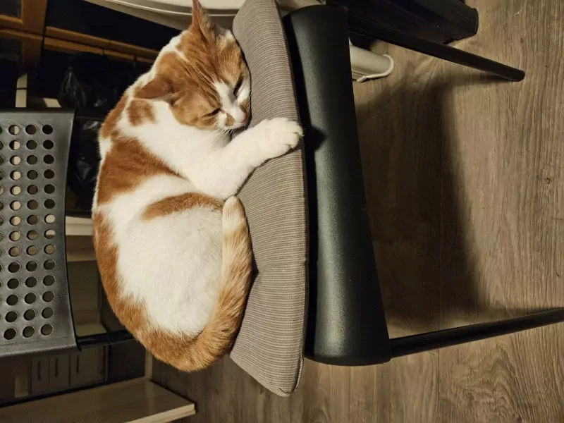 Simba zoekt lieve baasje - afbeelding 6