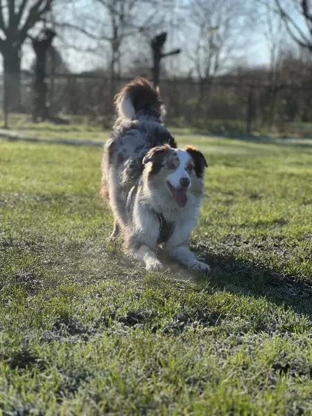 Enthousiaste aussie kruising - afbeelding 3