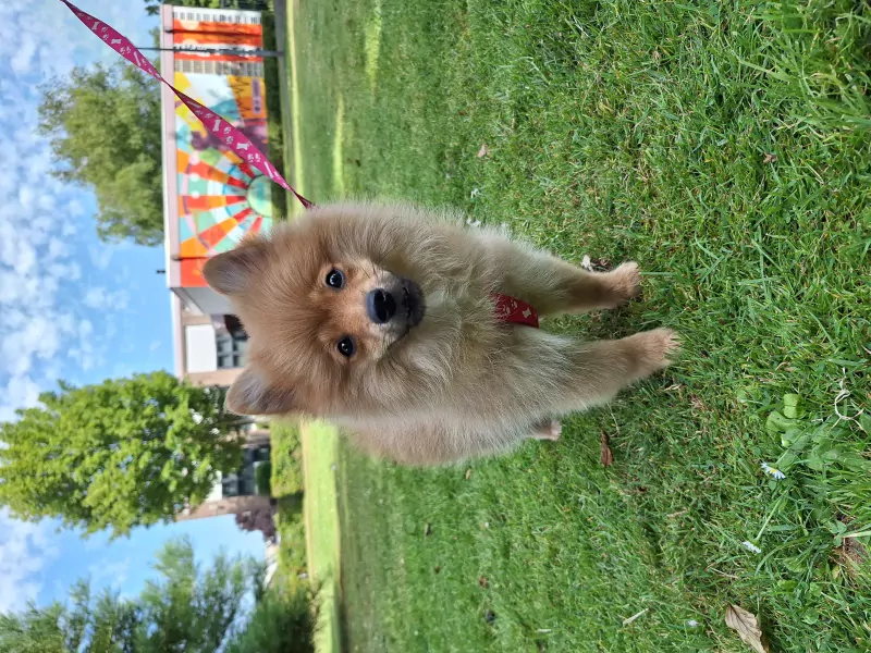 Beautiful Pomeranian puppies - afbeelding 1