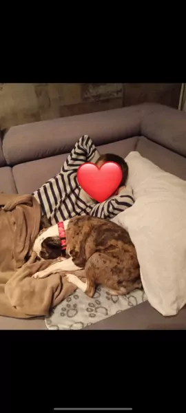 Lari - 4.5 jaar oud teefje - afbeelding 4