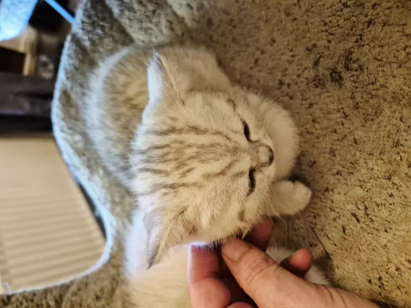 prachtige Britse Korthaar Kittens. Lief, Gezond - afbeelding 7