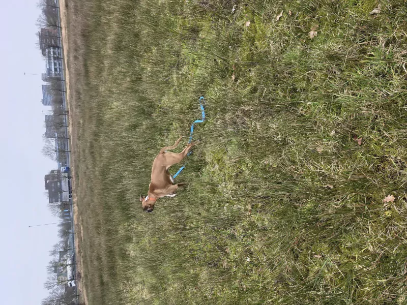 Jonge boxer reu - afbeelding 5