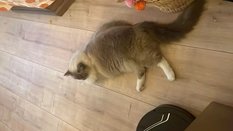 De liefste Ragdoll - afbeelding 4