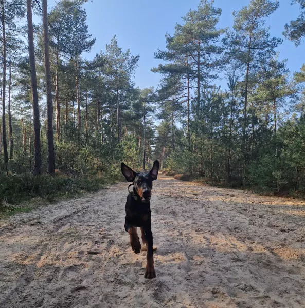 Lieve prachtige Dobermann reu te koop - afbeelding 4