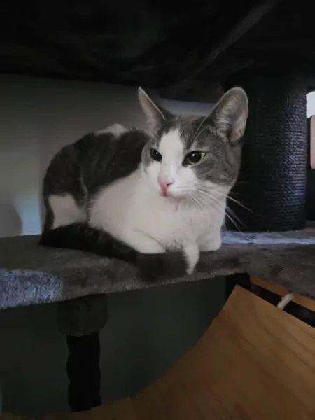2 bijna 1jarige kittens te koop - afbeelding 4