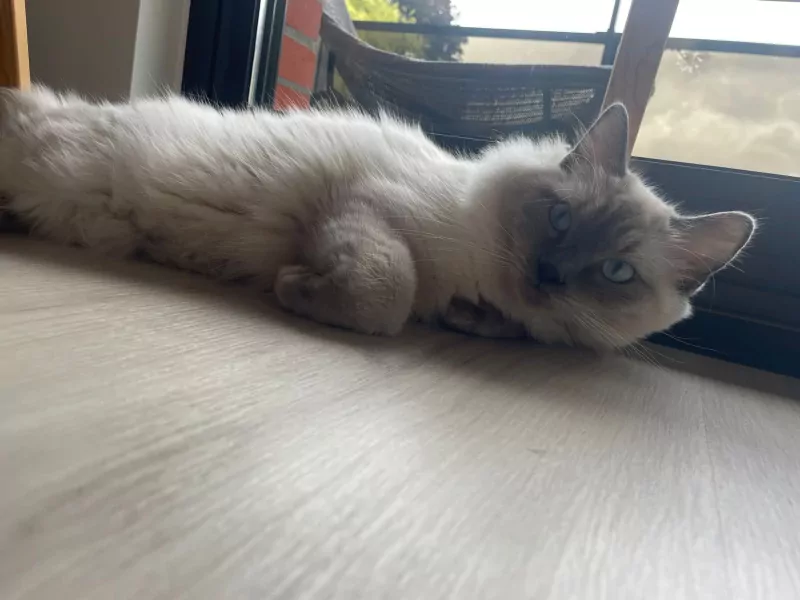 Ragdoll - afbeelding 3
