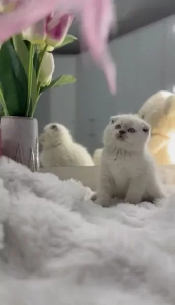 Exclusieve Bluepoint Scottish - afbeelding 4