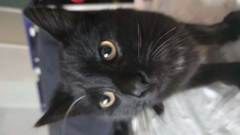Kater en poes, broer en zus - afbeelding 6
