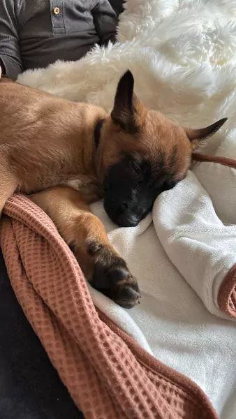 Prachtig mechelse herder - afbeelding 5