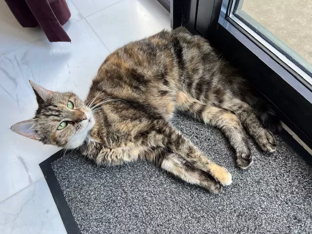 Ik zoek een nieuw plekje  🐱💕 - afbeelding 5