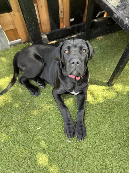 Cane Corso puppy's van 2 maanden oud te koop - afbeelding 6