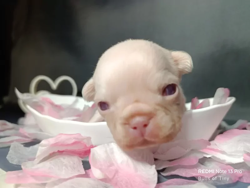 Zeer zeldzaam Albino Franse bulldog pup Teefje - afbeelding 2