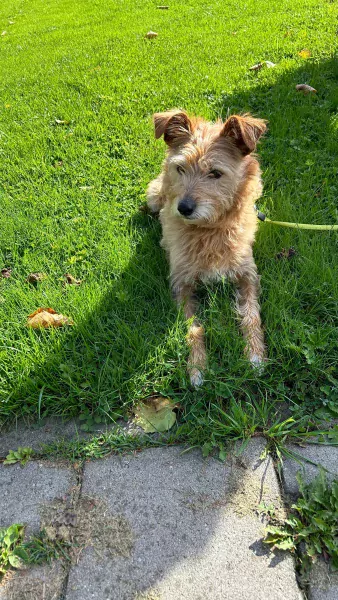 Lieve hond Sira - afbeelding 5
