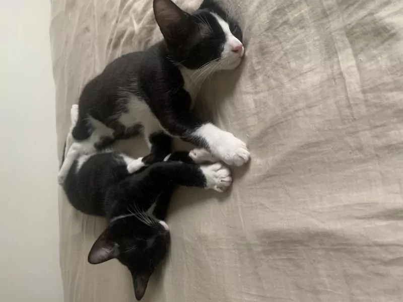 Kittens te koop - afbeelding 8