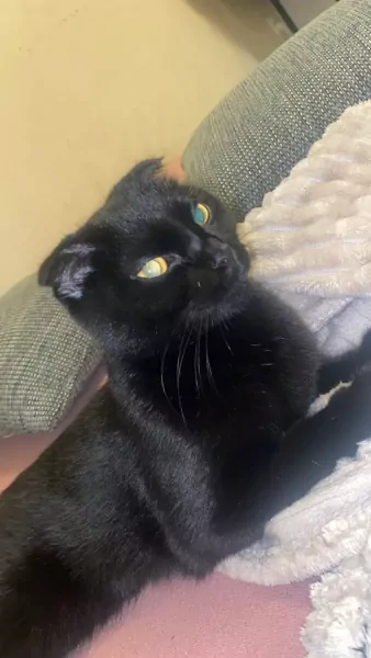 Te koop Lieve Poes - afbeelding 3
