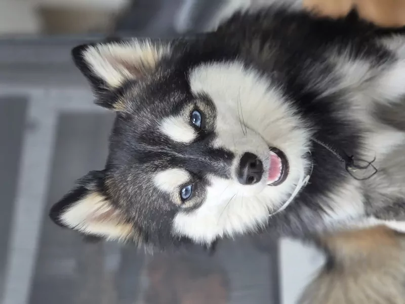 2 Pomsky  te koop - afbeelding 3