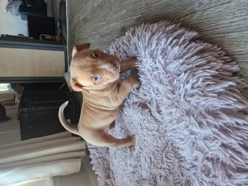 American pocket bully pup - afbeelding 3