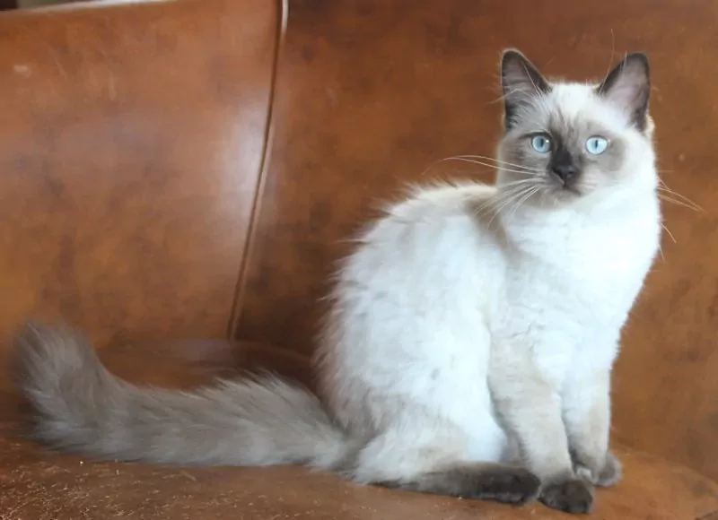 Ragdoll kittens met stamboom - afbeelding 2