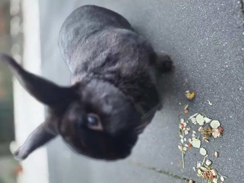 2 lieve konijnen gratis aangeboden - afbeelding 3