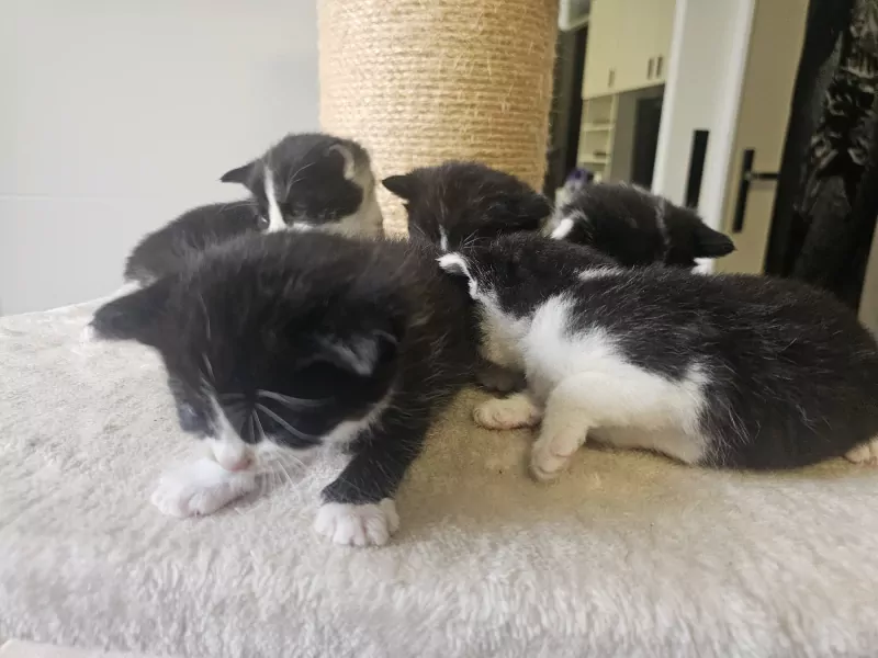 Ragdoll kittens - afbeelding 4