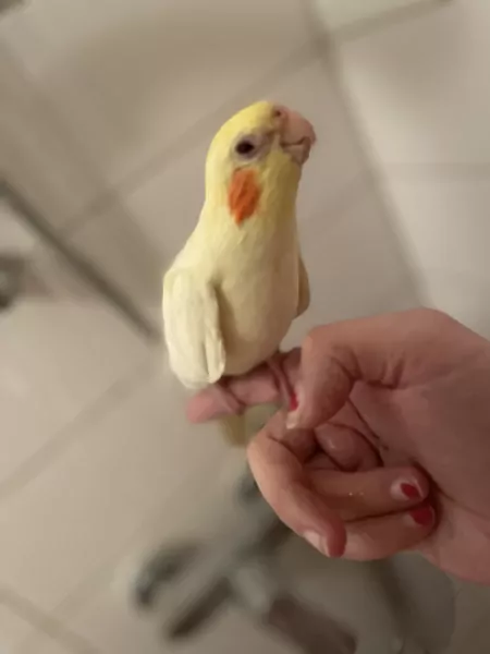 4 jarig geel popje zoekt nieuwe thuis komt met kooi - afbeelding 5