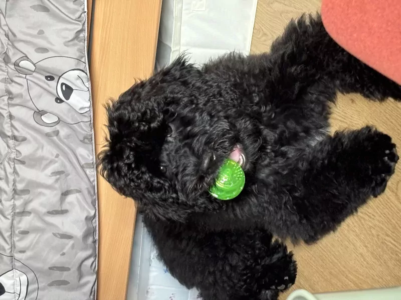 Bernerdoodle pup 6 maanden oud zoekt baasje - afbeelding 2