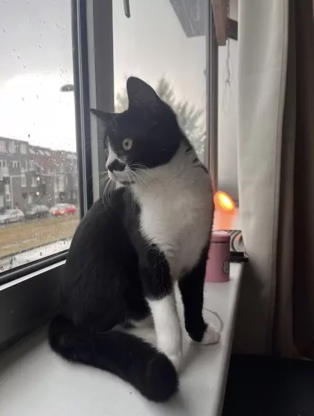 Halve britse korthaar van 8 maanden - afbeelding 4