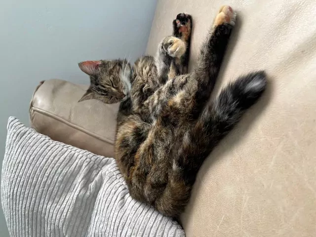 Ik zoek een nieuw plekje  🐱💕 - afbeelding 3