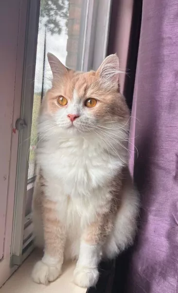 Lieve, knappe Toby zoekt zijn 4ever home - afbeelding 3