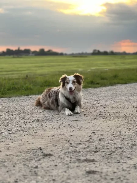 Enthousiaste aussie kruising - afbeelding 4