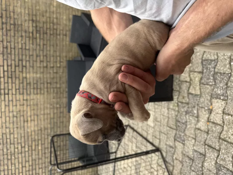 American Bully XL x Staffordshire puppy - afbeelding 3