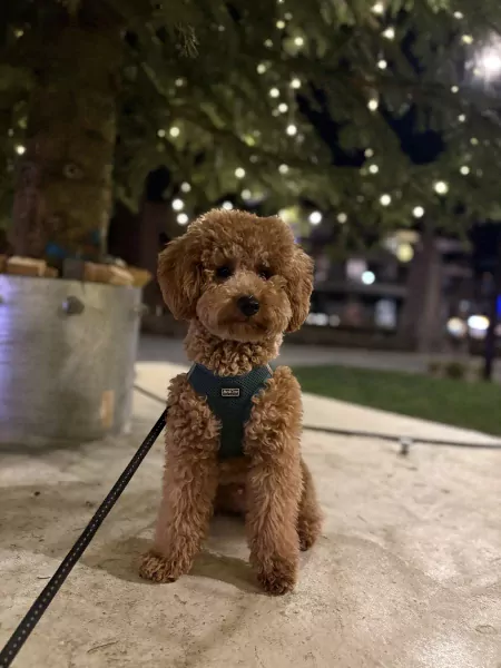 Poedel (abrikoos) - afbeelding 3