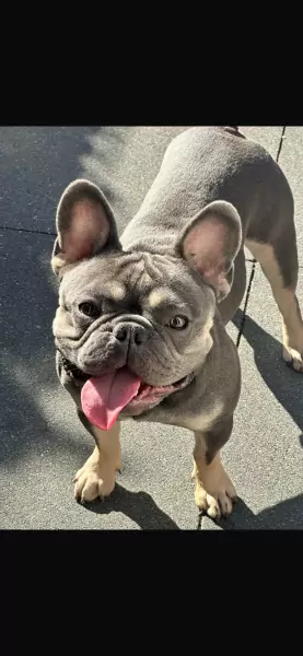 Aanhankelijke Franse bulldog reu van 1,5 jaar - afbeelding 3