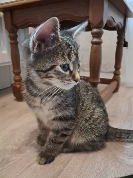 Lieve mix kitten zoekt forever home - afbeelding 3