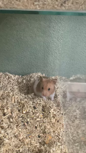 Goudhamster gratis op te halen - afbeelding 3