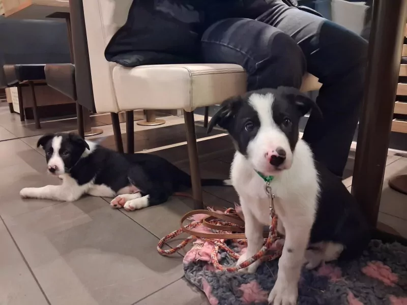 Sportieve border collie pup zoekt zijn mand - afbeelding 2