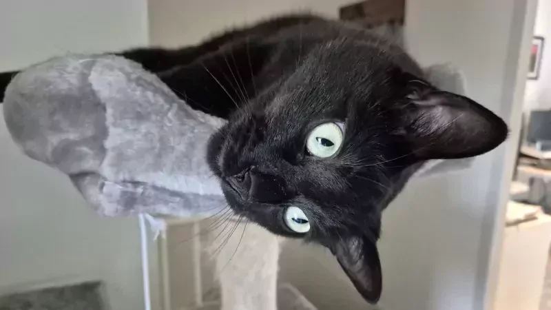 Ziggy en Marley - afbeelding 2