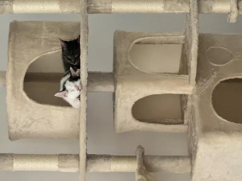 Kittens zoeken een nieuw, warm en liefdevol huisje. - afbeelding 6