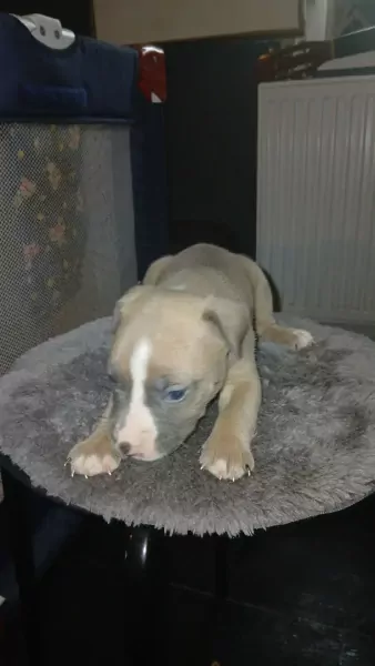 nog 6 mannetjes 900€ - afbeelding 3
