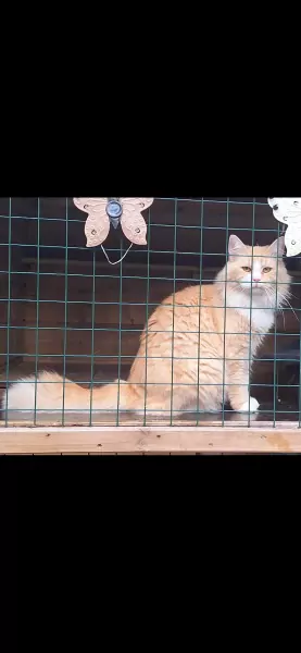 Maine Coon & Noorse Boskat Tijger - afbeelding 4