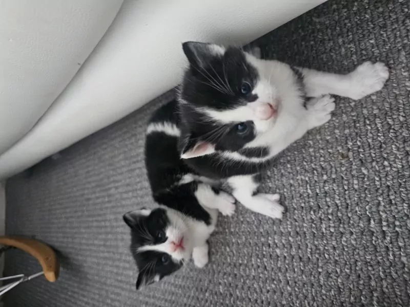 Ragdoll kittens - afbeelding 5