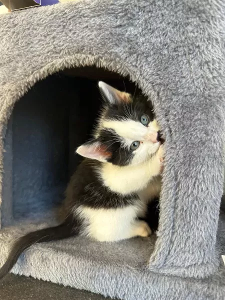 Lieve en ondernemende kittens zoeken hun nieuwe thuis - afbeelding 3