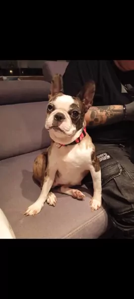 Lari - 4.5 jaar oud teefje - afbeelding 2