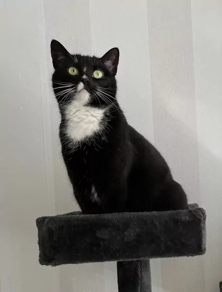 Lieve bailey zoekt nieuw huis - afbeelding 3