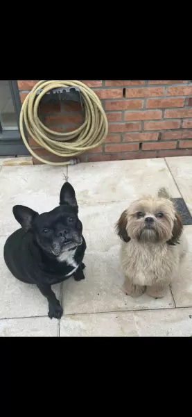 Shih Tzu pup Coco zoekt liefdevol huisje - afbeelding 3