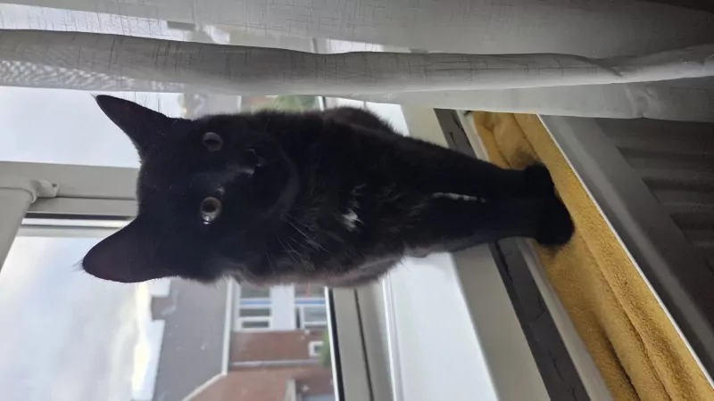 Kater en poes, broer en zus - afbeelding 3