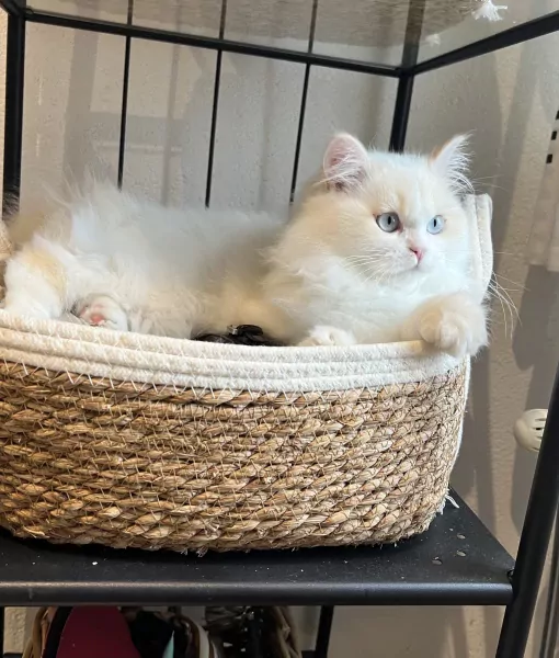 Speels Selkirk Rex katertje zoekt liefdevol thuis - afbeelding 2