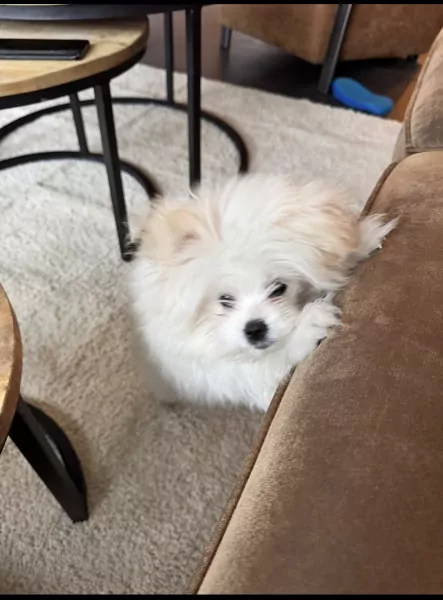 Pomeriaan 4 maanden reu zoekt nieuwe baas - afbeelding 2