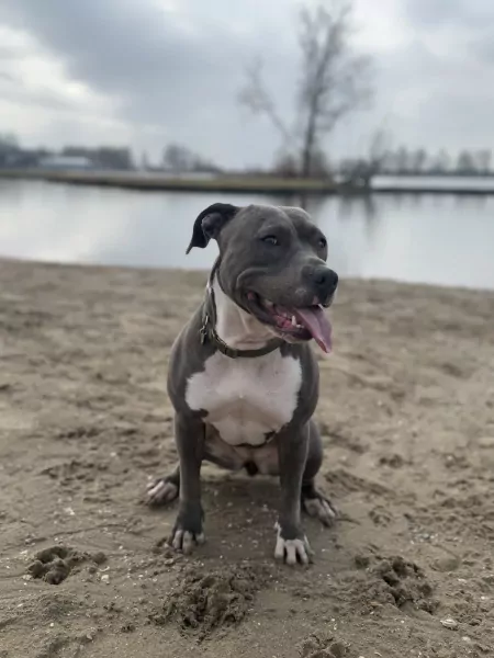 Lieve American Stafford van bijna 3 jaar - afbeelding 3